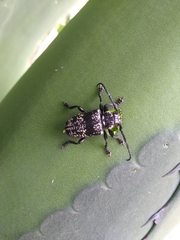 Acanthoderes funeraria