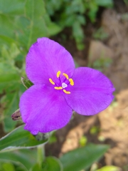 Tradescantia crassifolia