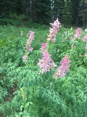 Corydalis caseana brandegeei