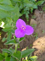 Tradescantia crassifolia