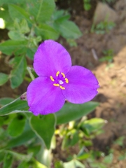 Tradescantia crassifolia