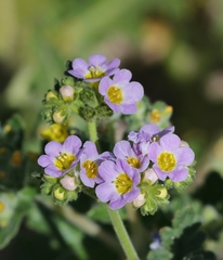 Phacelia brachyloba