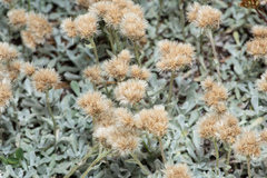 Antennaria microphylla