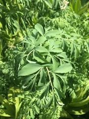 Corydalis caseana brandegeei