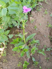 Tradescantia crassifolia