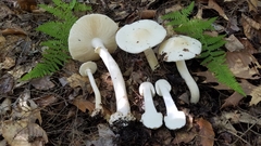 Amanita aestivalis