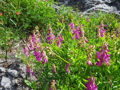 Hedysarum occidentale