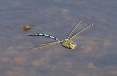 Anax walsinghami