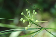 Platanthera blephariglottis blephariglottis