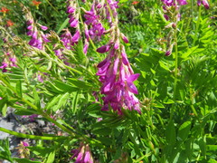 Hedysarum occidentale