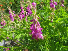 Hedysarum occidentale