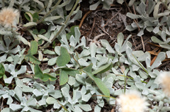 Antennaria microphylla