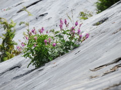 Hedysarum occidentale