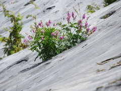 Hedysarum occidentale