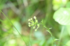 Platanthera blephariglottis blephariglottis