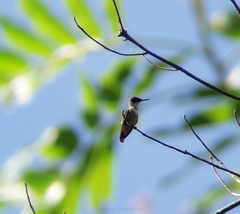 Lophornis adorabilis