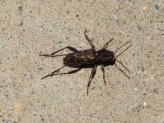 Xylotrechus nauticus