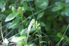 Platanthera blephariglottis blephariglottis