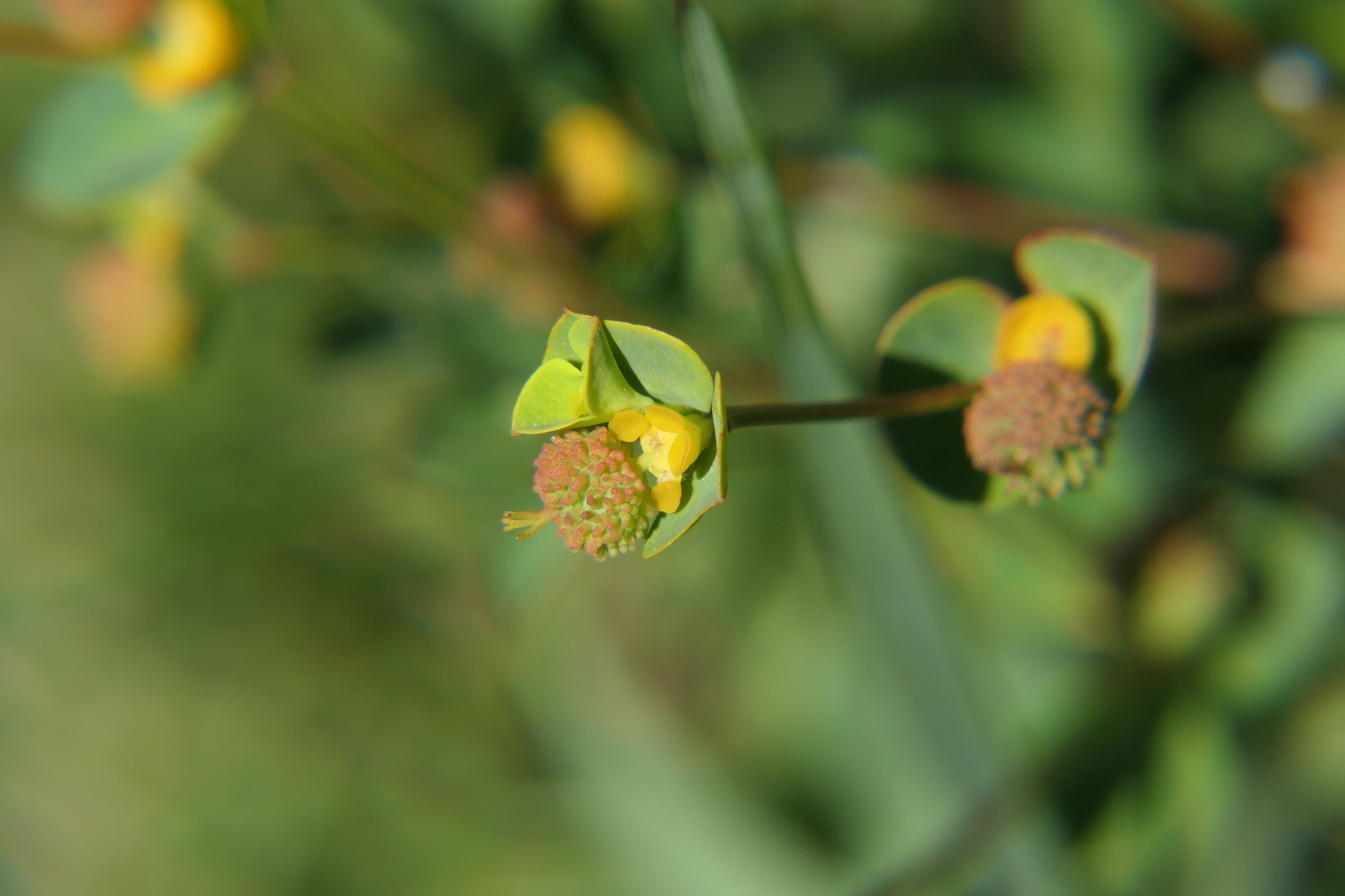 Euphorbia polygalifolia