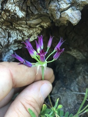 Allium bolanderi