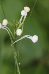 Platanthera blephariglottis blephariglottis