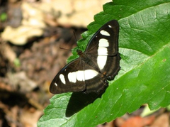 Metamorpha elissa