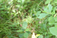 Platanthera blephariglottis blephariglottis