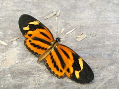 Eresia