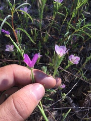 Clarkia gracilis