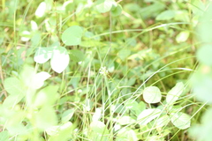 Platanthera blephariglottis blephariglottis