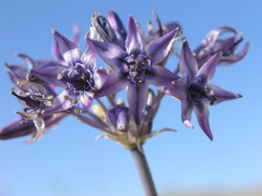 Triteleiopsis palmeri