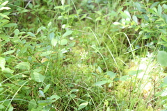 Platanthera blephariglottis blephariglottis