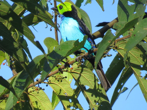 Paradise Tanager (Tangara chilensis), photo 10