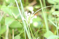 Platanthera blephariglottis blephariglottis