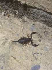 Euscorpius flavicaudis