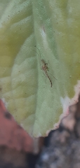 Chironomidae