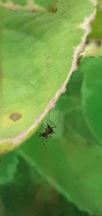 Chironomidae