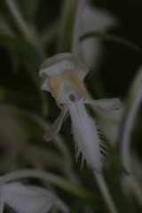 Platanthera blephariglottis blephariglottis