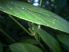 Chironomidae
