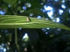 Chironomidae