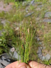 Eleocharis quinqueflora