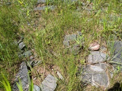 Eleocharis quinqueflora