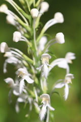 Platanthera blephariglottis blephariglottis