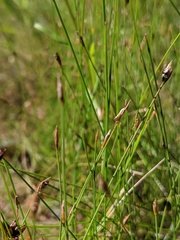 Eleocharis quinqueflora