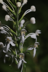 Platanthera blephariglottis blephariglottis