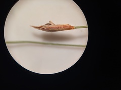 Eleocharis quinqueflora