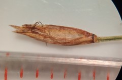 Eleocharis quinqueflora