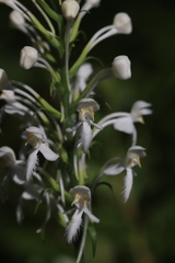 Platanthera blephariglottis blephariglottis
