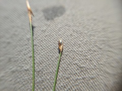 Eleocharis quinqueflora