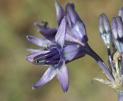 Triteleiopsis palmeri